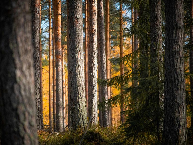 Metsämaa on hyvä paikka asua